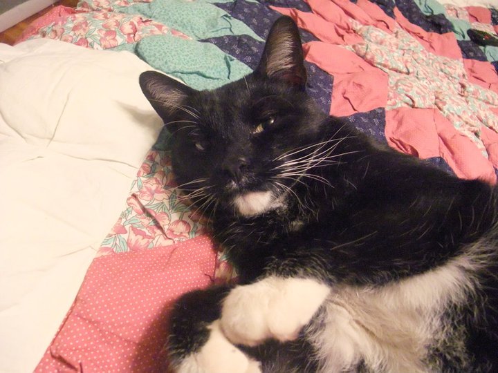 File:Meow.jpg.jpg