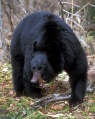 Thumbnail for version as of 00:30, 18 February 2008