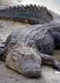 Thumbnail for version as of 00:30, 18 February 2008