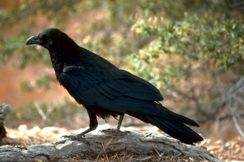 File:Raven.jpg